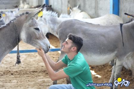 این جوان «سلطان خر» ایران است | یک خر و ١۵٠ خاطرخواه !