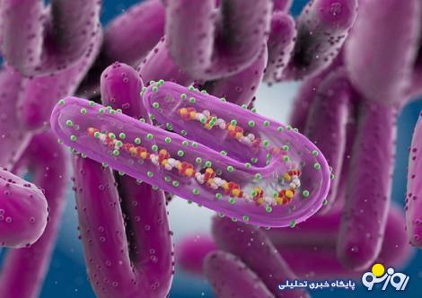 ویروس ماربورگ چیست؟/ میزان خطر، راه انتشار، علائم، مناطق با بیشترین میزان بیمار و درمان