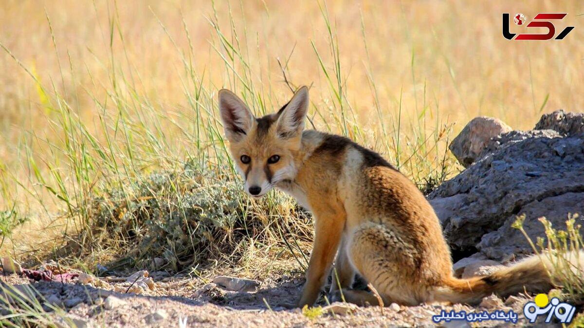 حمله خونین یک روباه به 4 اردبیلی