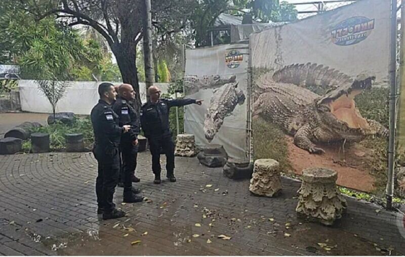 استخدام کروکدیلها در اسرائیل؛ طرح ساخت «زندان تمساحها» کلید خورد! استخدام کروکدیلها در اسرائیل؛ طرح ساخت «زندان تمساحها» کلید خورد!
