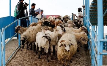 قیمت جدید دام زنده اعلام شد/ گوسفند ارزان شد + جزییات قیمت جدید دام زنده اعلام شد/ گوسفند ارزان شد + جزییات