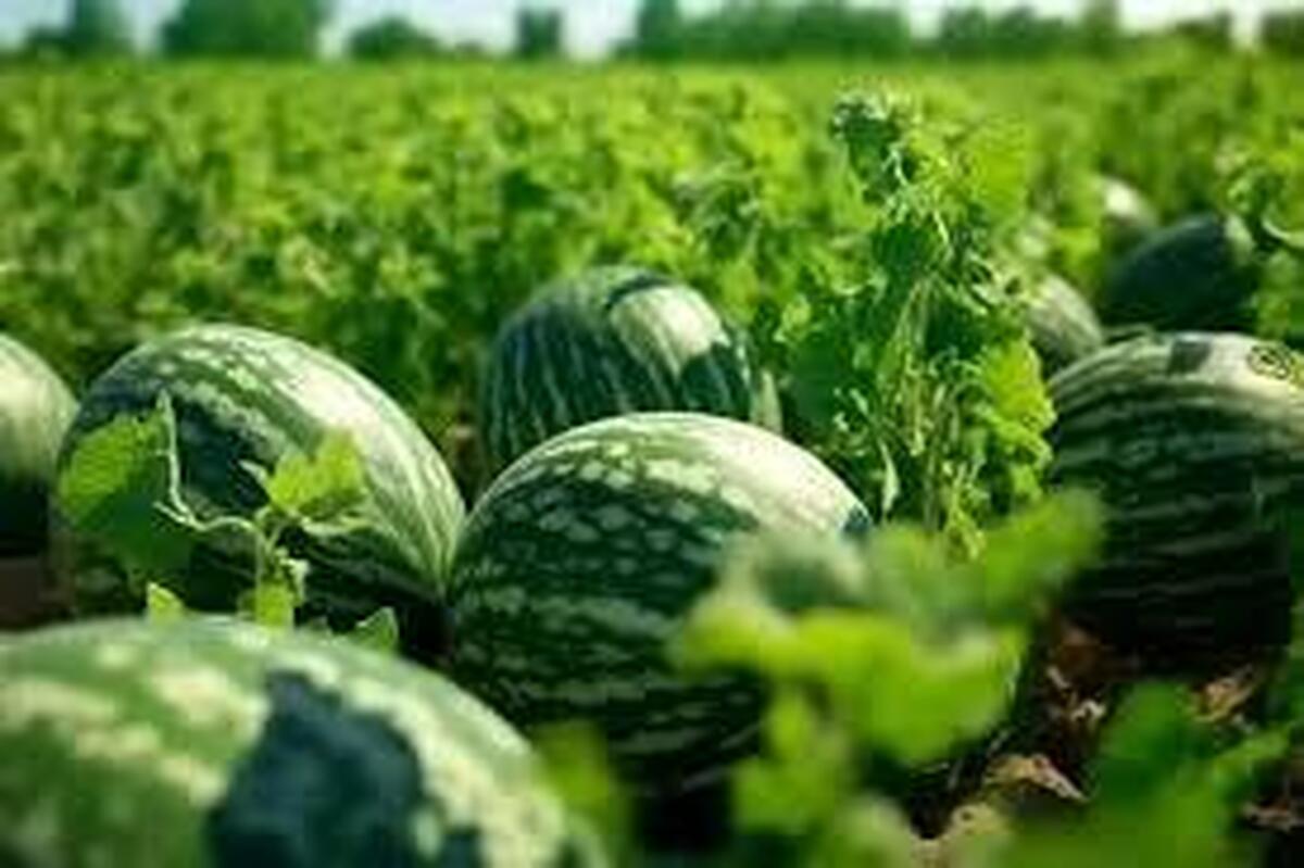 هندوانه ایرانی یا هندوانه روسی؟/ بازار دعوا هنوز داغ است!