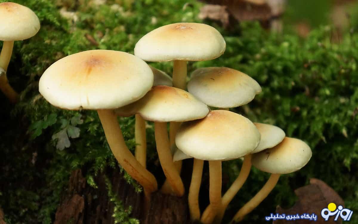 هر قارچی خوراکی نیست مراقب باشید!