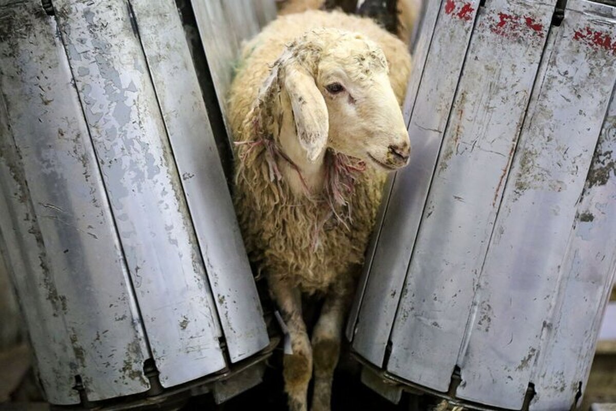 قیمت جدید دام زنده در آستانه عید قربان اعلام شد قیمت جدید دام زنده در آستانه عید قربان اعلام شد