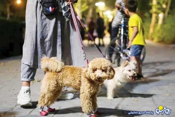 قانونی که برای سگ هاست! قانونی که برای سگ هاست!