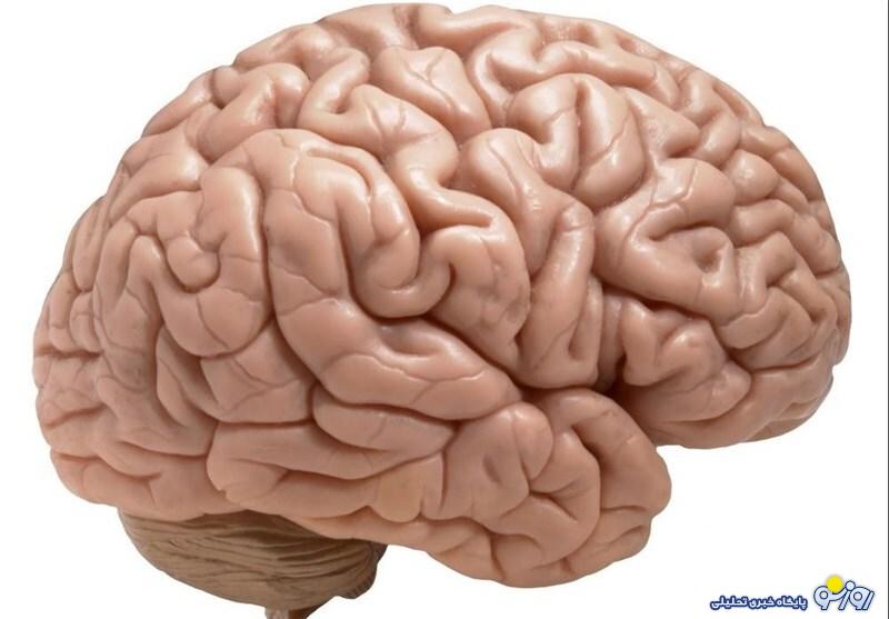 مغز پس از عاشق شدن چه واکنشی را نشان می‌دهد؟