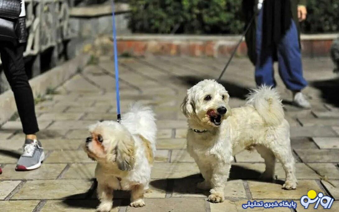 سگهایی که محکوم به خوشگذرانی صاحبان شان هستند! سگهایی که محکوم به خوشگذرانی صاحبان شان هستند!