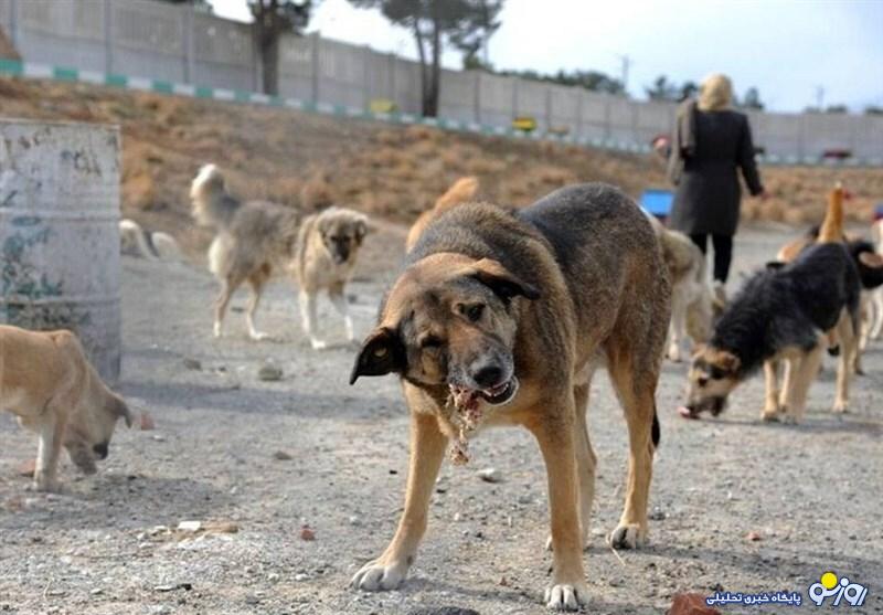 درست بودن وجود سگ‌ها در زندگی انسان ها!