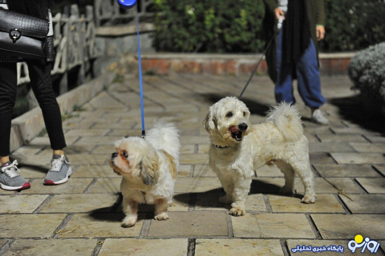 انتقال بیماری از سگ‌های ولگرد!
