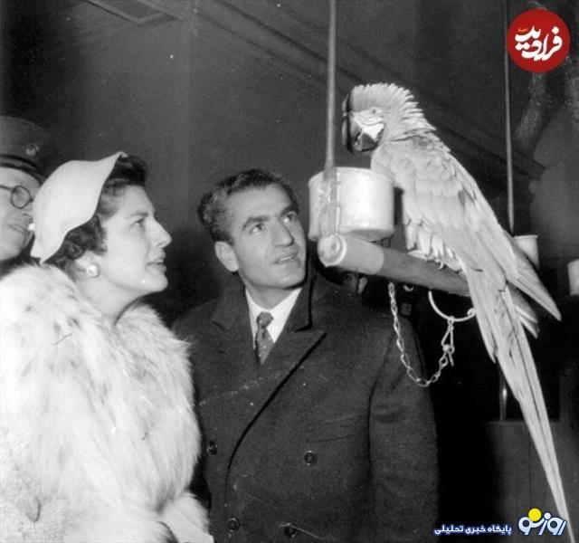 شاه طوطی باز!