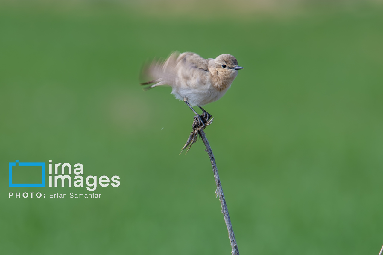 171971927_گنجشک-بیابانی