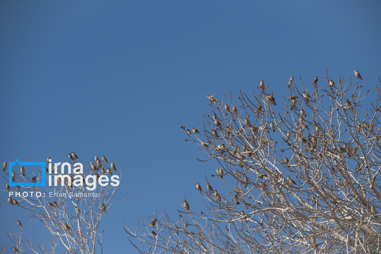 171971926_یک-دسته-زردپره