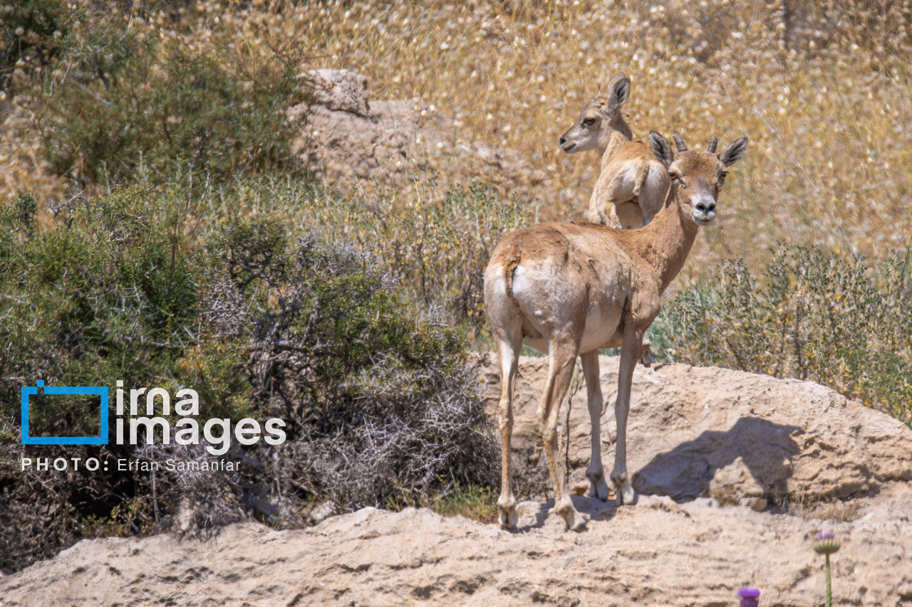 171971925_یزکوهی