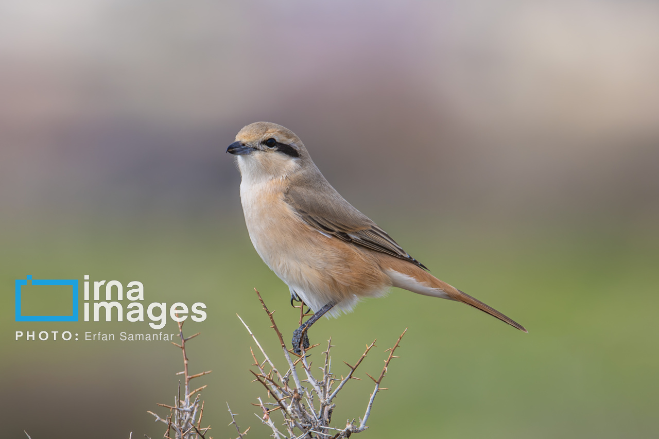 171971914_سنگ-چشم