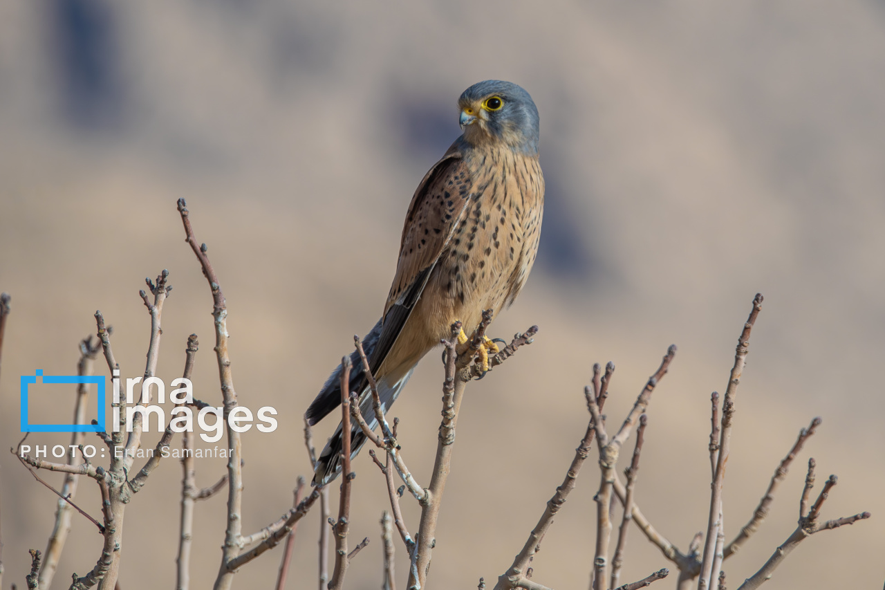 171971911_دلیجه