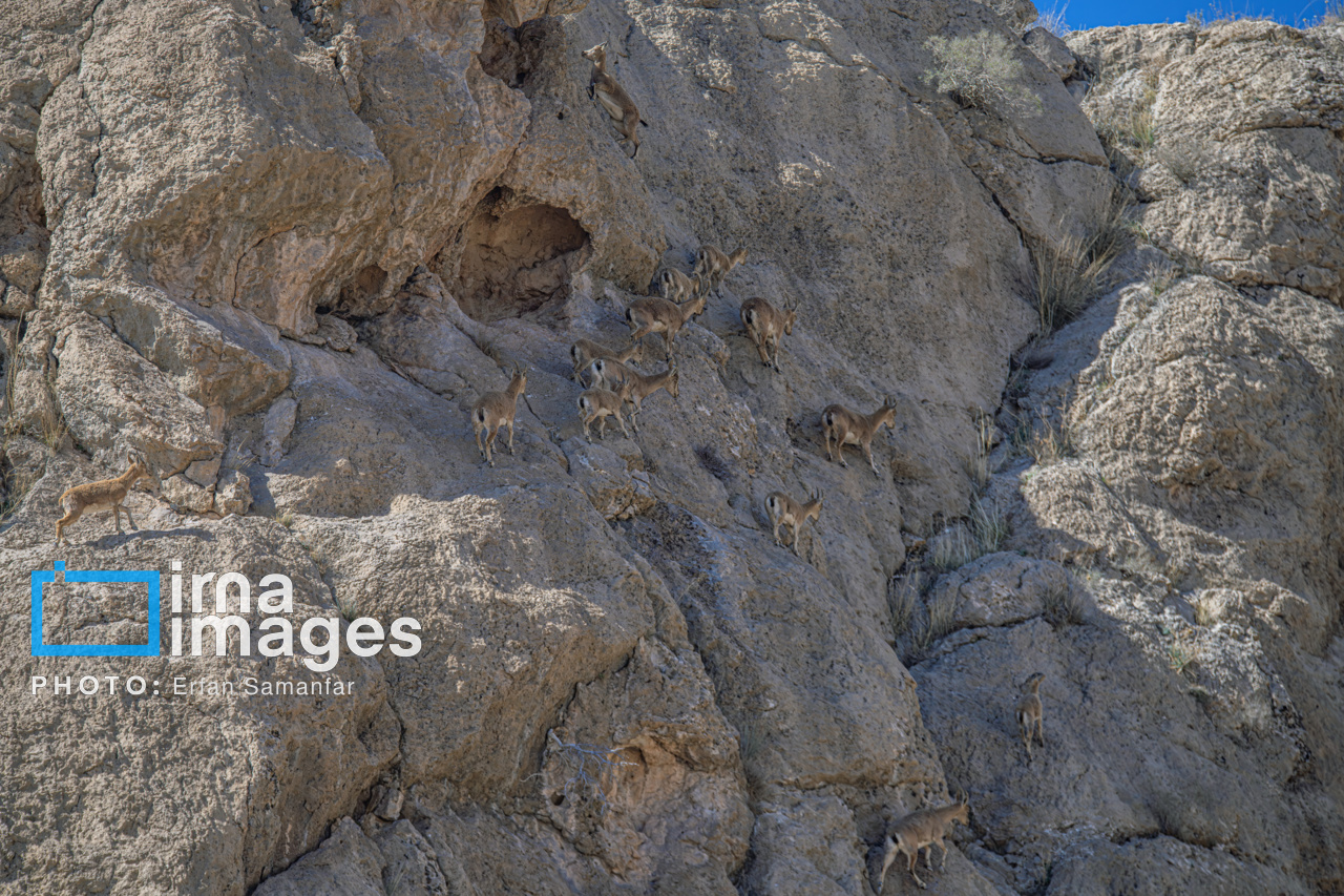 171971910_حرکت-بزها-در-صخره-های-صعب-العبور