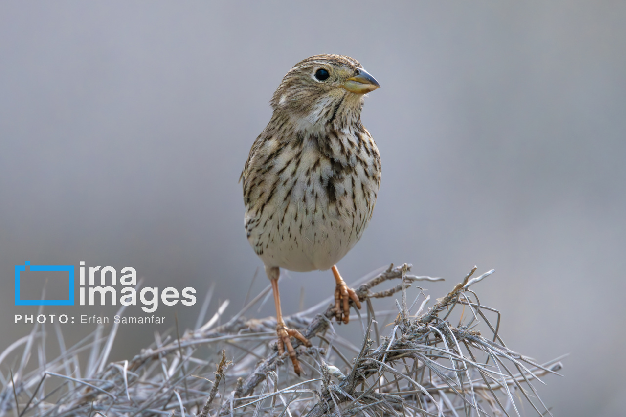 171971908_زردپره-مزرعه