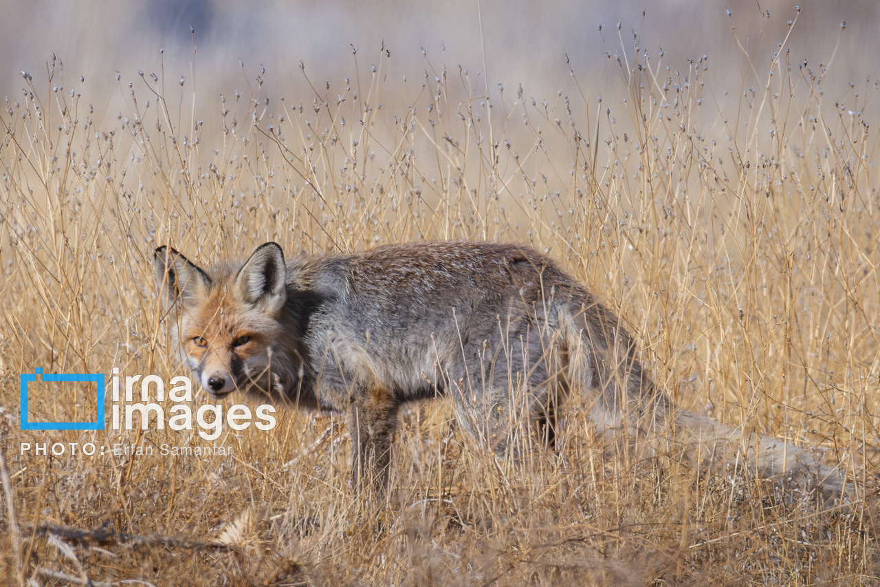 171971907_روباه-خاکستری