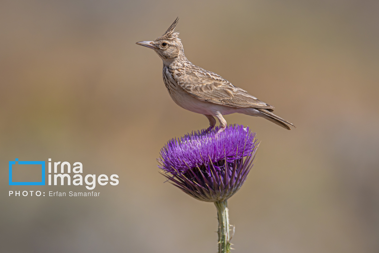 171971904_پرنده-چکاوک-کاکلی