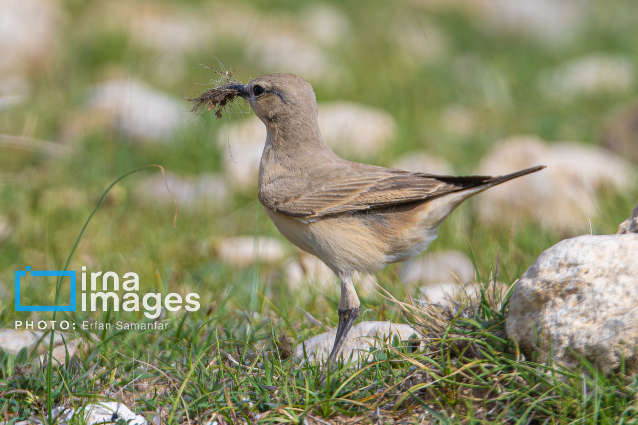 171971903_چک-چک-دشتی