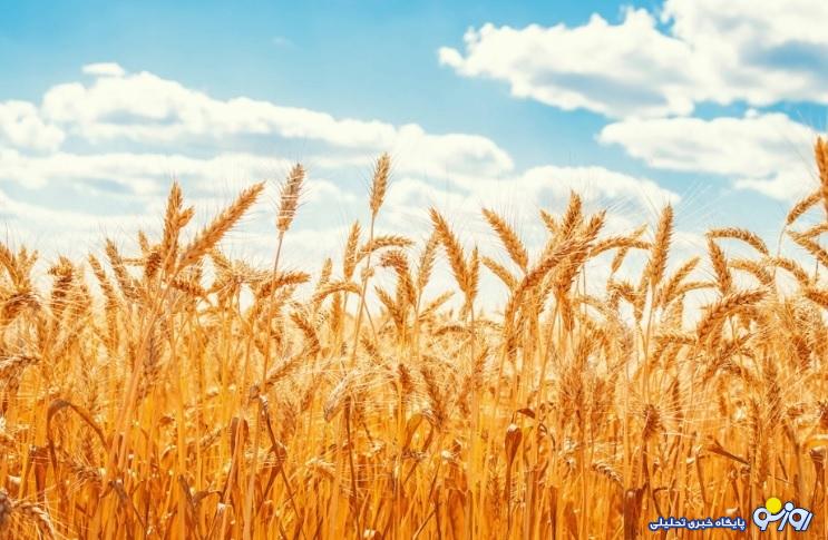 آخرین خبر از پرداخت مطالبات گندمکاران امروز شنبه ۲۱ تیر ماه ۱۴۰۴