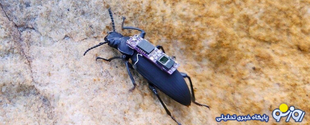 سوسک‌ها هم به ارتش پیوستند!