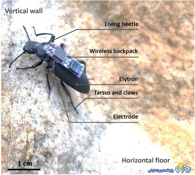 سوسک‌ها هم به ارتش پیوستند!