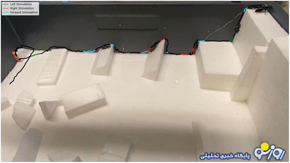 سوسک‌ها هم به ارتش پیوستند!