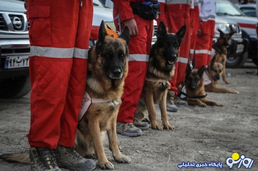 توانمندی به نام سگ‌های زنده یاب