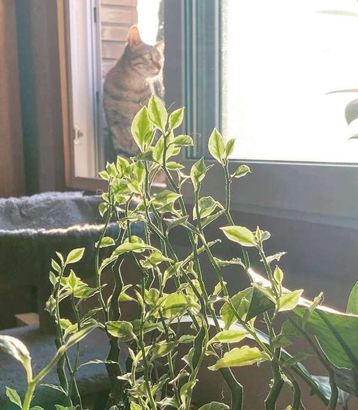 هانیهتوسلی-1