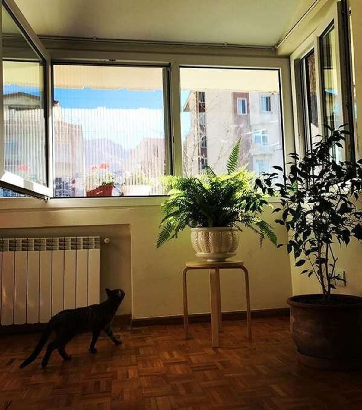 هانیهتوسلی