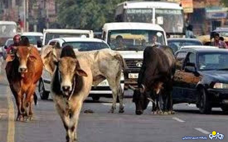 گربه در هند دیگر موش شکار نمی‌کند ببینید!