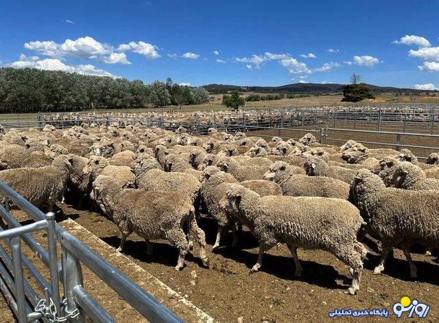 قیمت گوشت در استرالیا! قیمت گوشت در استرالیا!