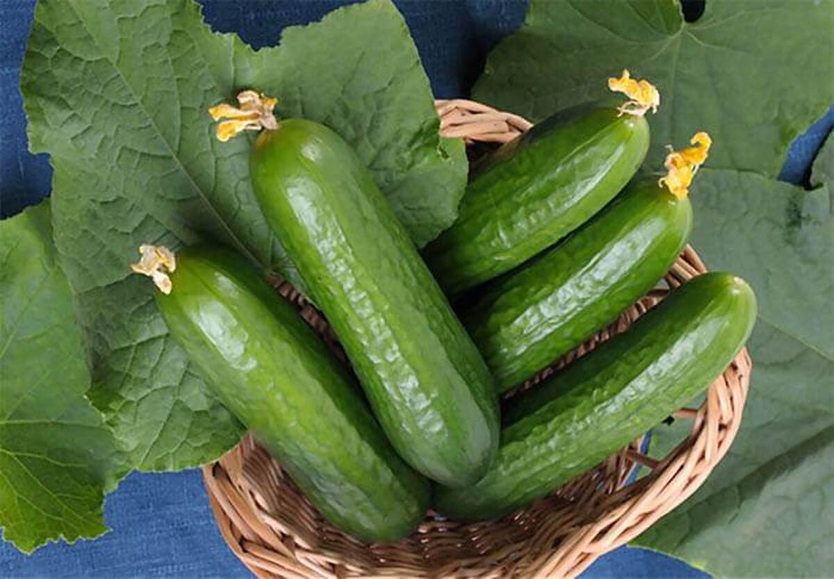 افزایش نجومی قیمت خیار / قیمت جدید میوه‌های تابستانی اعلام شد