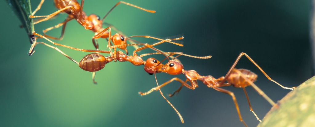 Ants-Are-Superefficient-at-Teamwork-Scientists-Discover