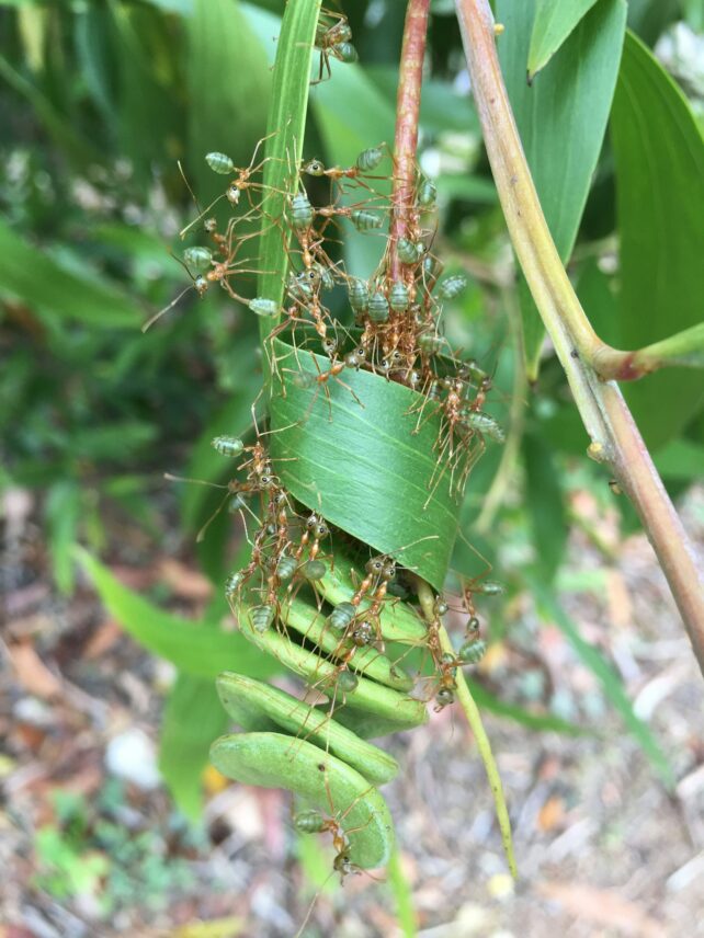 Ants-Are-Superefficient-at-Teamwork-Scientists-Discover1