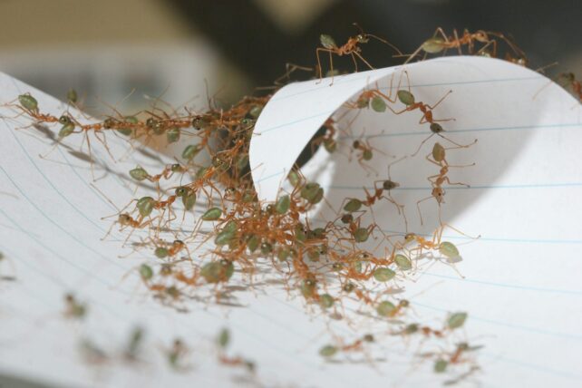 Ants-Are-Superefficient-at-Teamwork-Scientists-Discover2