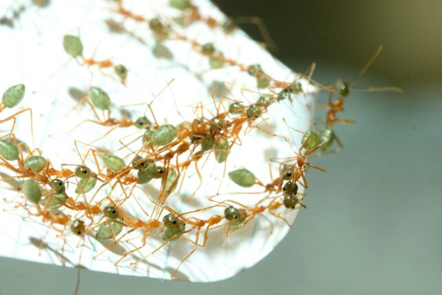 Ants-Are-Superefficient-at-Teamwork-Scientists-Discover4