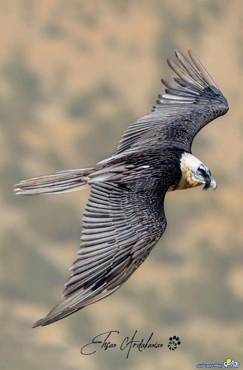 پرواز هما در ارتفاعات هزار مسجد