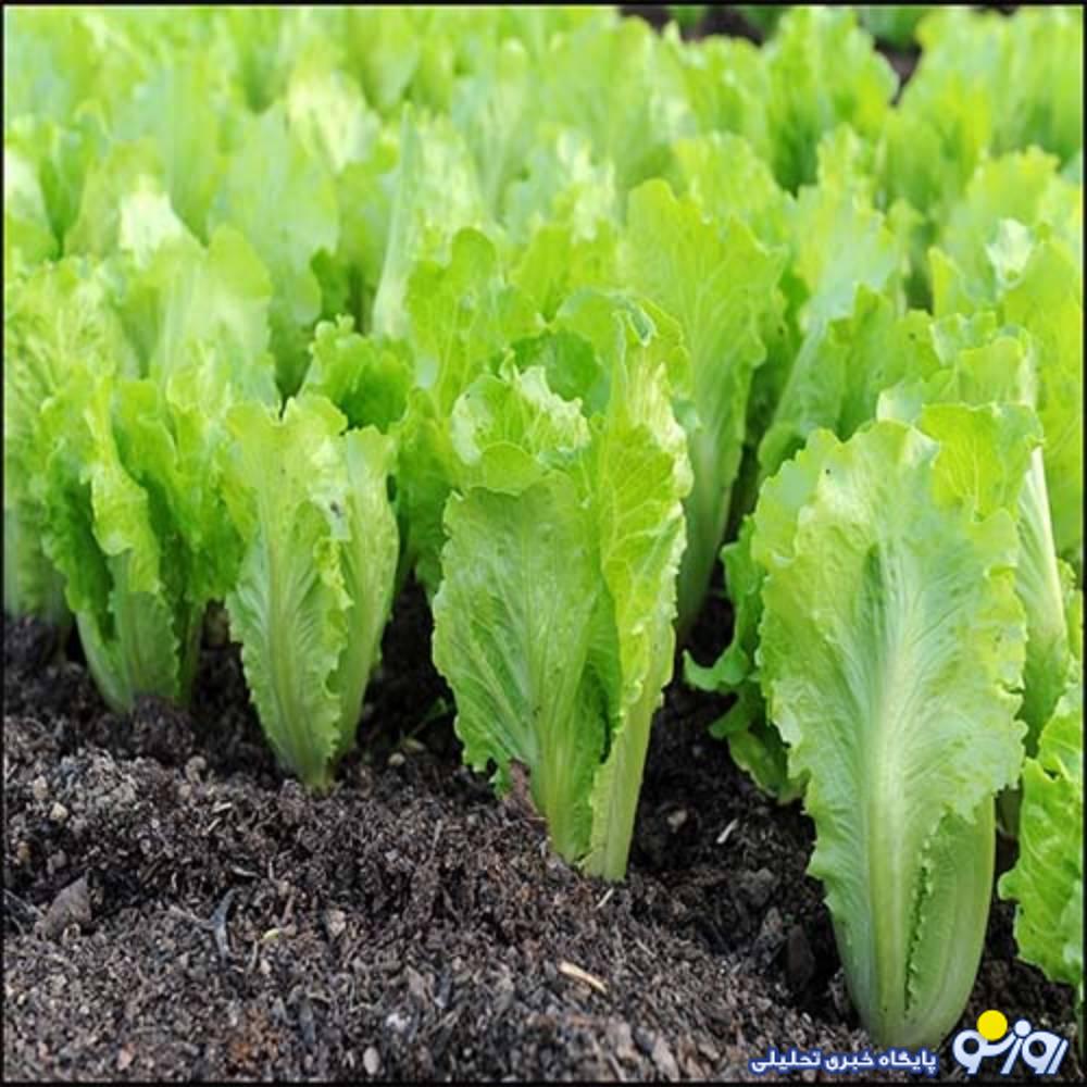 از قیمت کاهو مطلع هستید؟