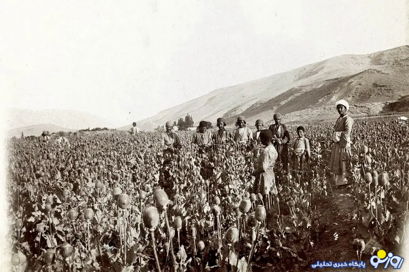 کشت خشخاش در ایران یکی از نتایج کاغذ پاره خواندن تحریم ها!