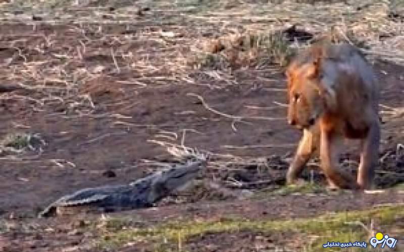 تلاش۴شیر برای تکهتکهکردن یککروکودیل زنده تلاش۴شیر برای تکهتکهکردن یککروکودیل زنده