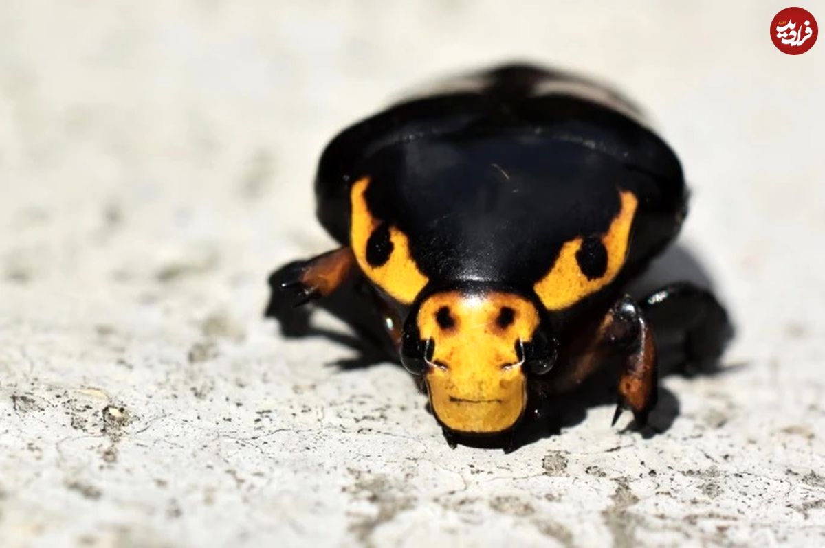 تصاویر؛ 6 عکس برندۀ حیات وحش در سال 2025؛ از چشم‌های جعلی سوسک تا قورباغۀ نامرئی