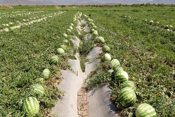 پشت پرده فروش آب به کشور‌های همسایه/ یارانه پنهان به عراق، افغانستان و امارات برای چیست؟