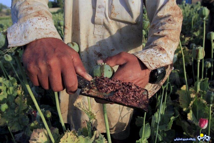 آنچه از فواید تریاک نمی دانستید!