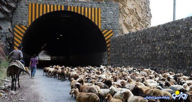 این دفعه حیوانات جاده چالوس را بستند! این دفعه حیوانات جاده چالوس را بستند!