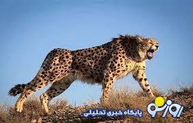 یورش پنج یوزپلنگ به شاخ‌چنگی غافلگیرشده!