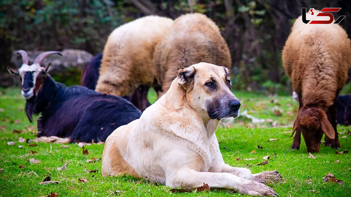 فال و طالع بینی امروز 23 مهر