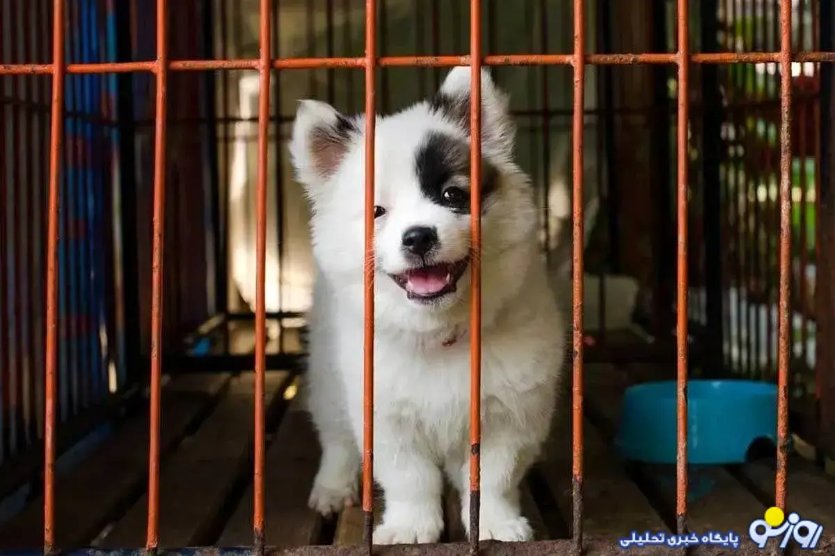 زیست متفاوتی که حیوانات با انسانها تجربه میکنند! زیست متفاوتی که حیوانات با انسانها تجربه میکنند!