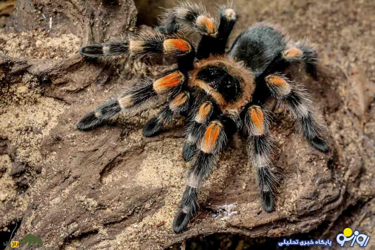 تارانتولا؛ عنکبوت غولپیکر و پرمو که ظاهر ترسناکی دارد و به تازگی حیوان خانگی ایرانیها شده است! تارانتولا؛ عنکبوت غولپیکر و پرمو که ظاهر ترسناکی دارد و به تازگی حیوان خانگی ایرانیها شده است!